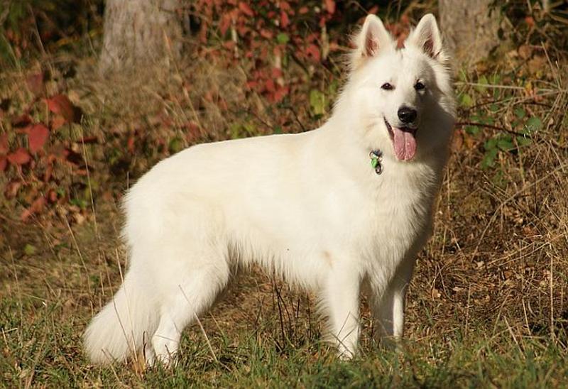 Weisser Schäferhund - Olex vom weißen Wächter